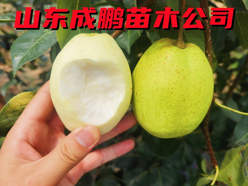 玉美人梨