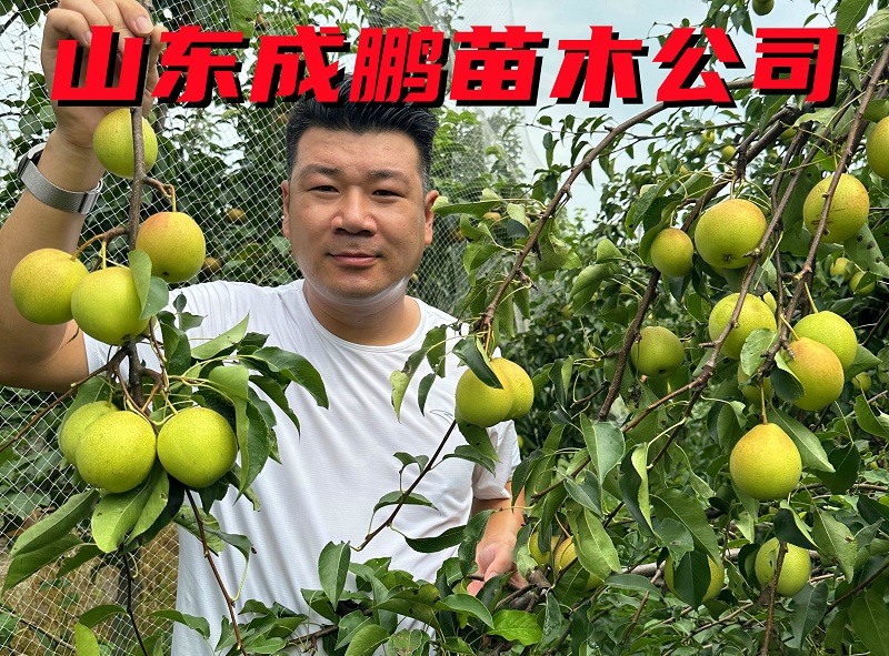 小洋人梨
