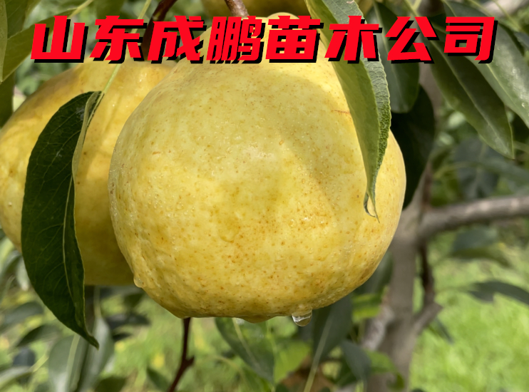 丑梨