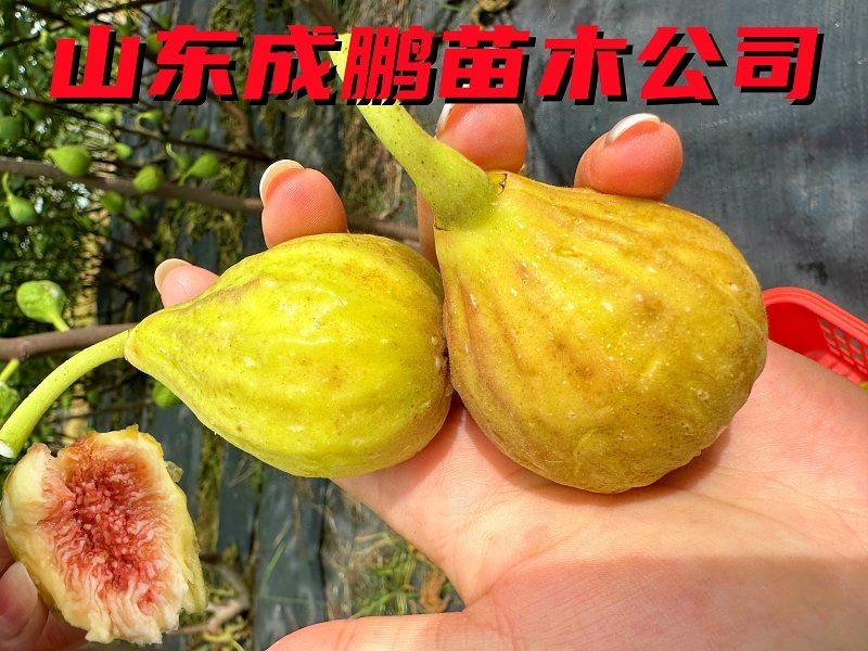 芭勞內(nèi)無花果
