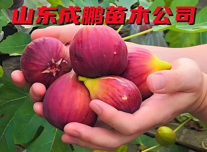 波姬紅無花果