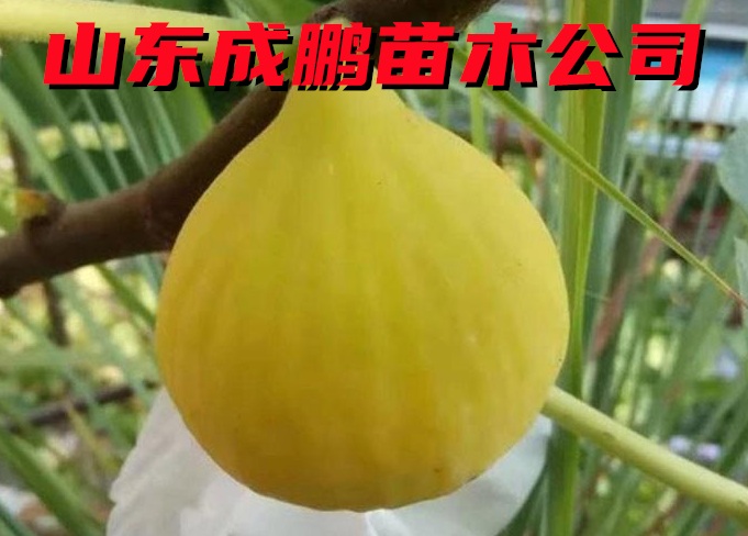 金傲芬無花果