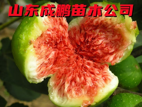 青皮無花果