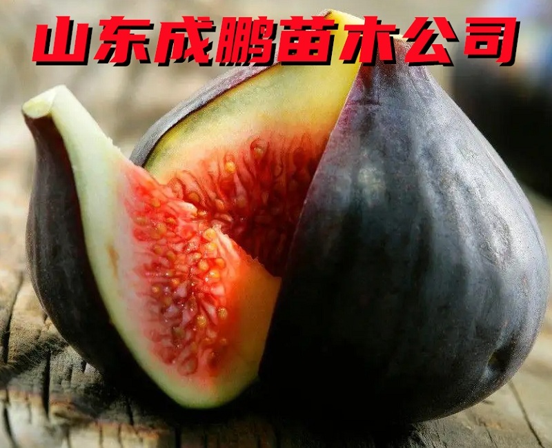 加州黑無花果