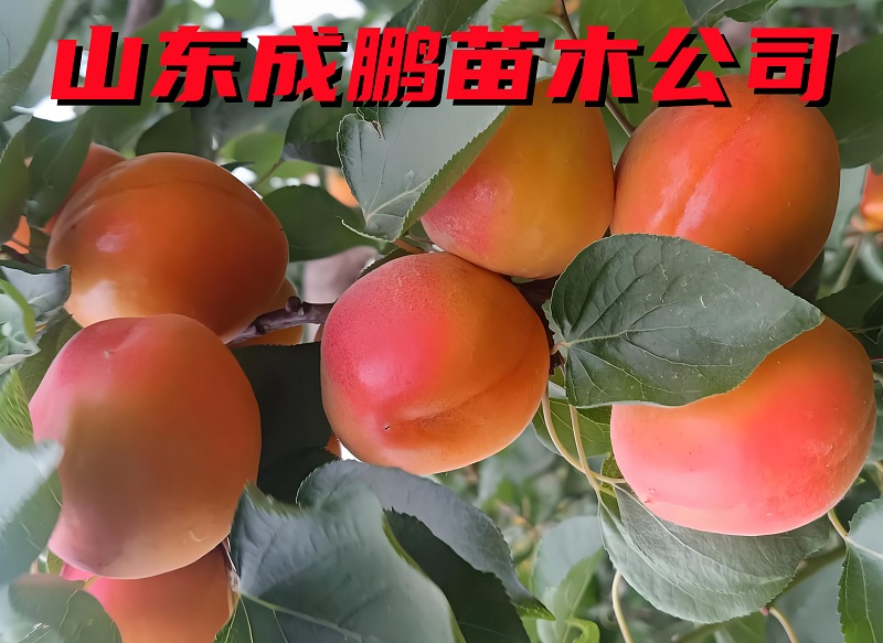 芒果油杏