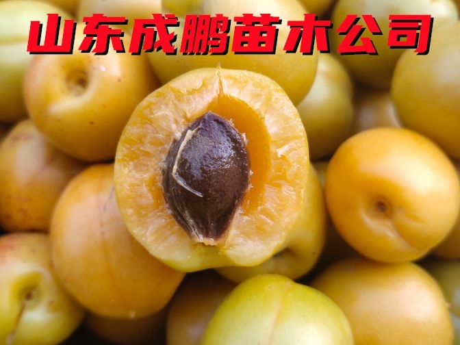 珍珠油杏