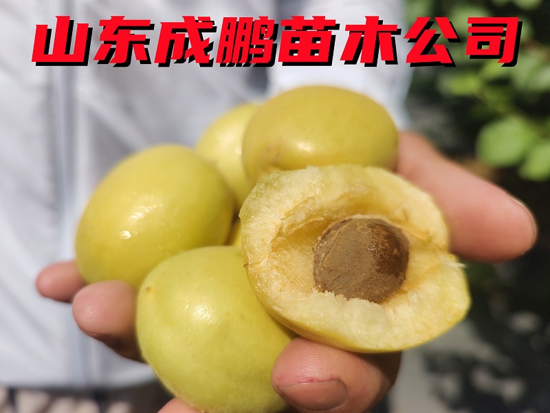 荷蘭香蜜杏