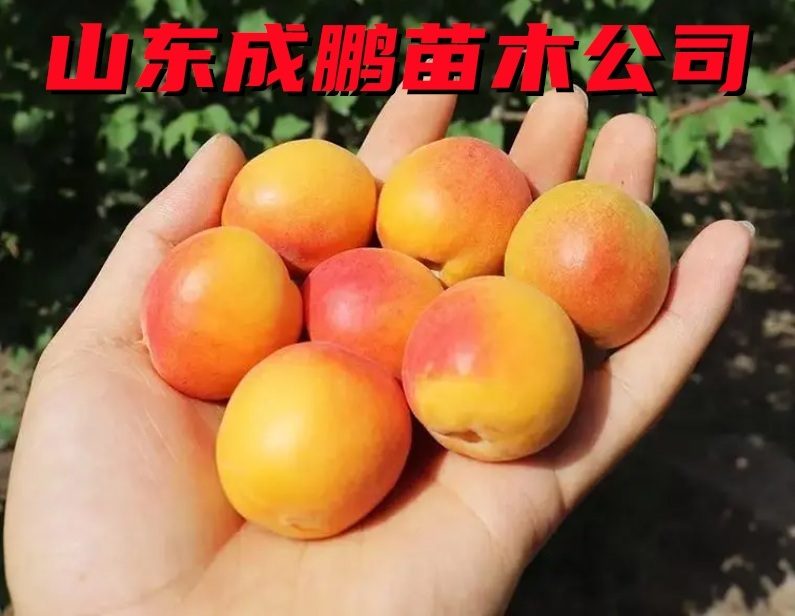 吊干杏