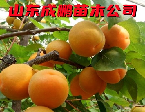 金太陽杏