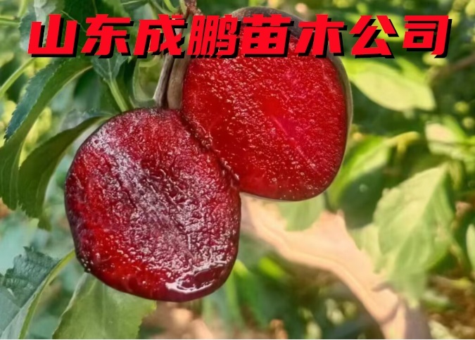 黑杏