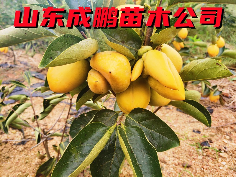七變柿子