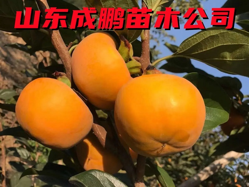 水果柿子