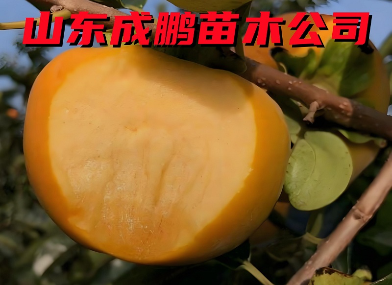太秋柿子