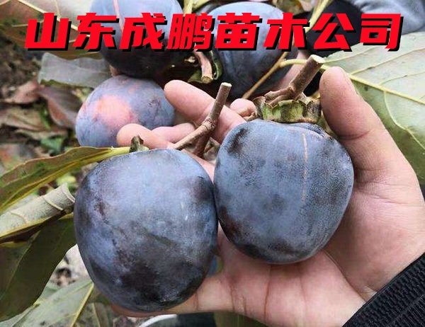 黑柿