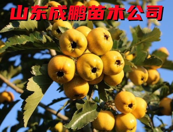 黃山楂