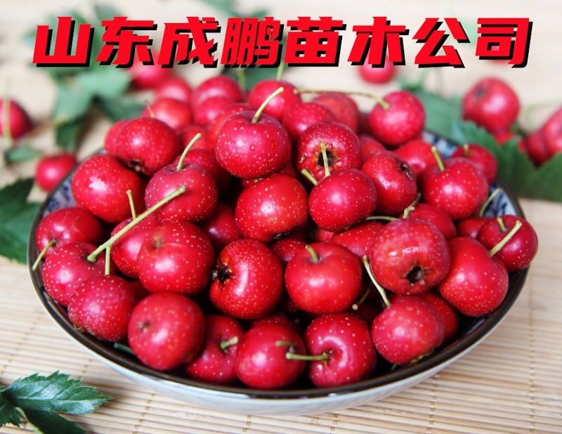 甜山楂