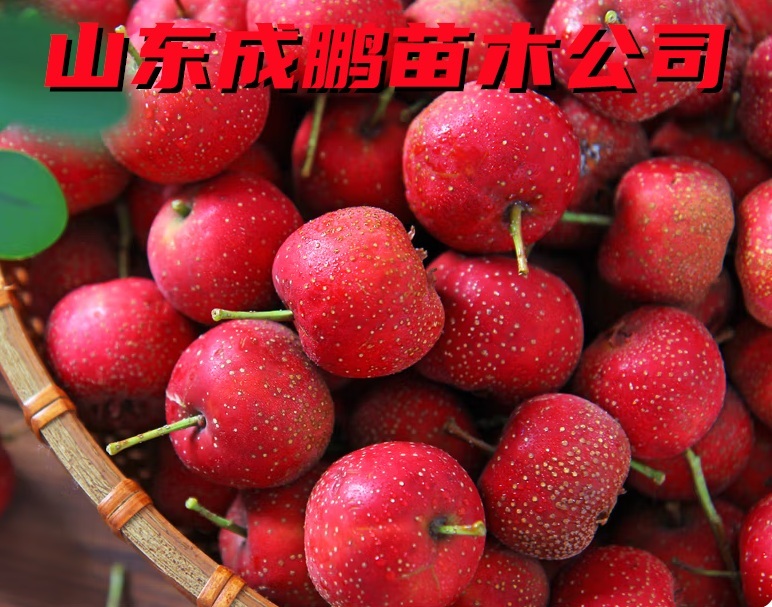 大金星山楂