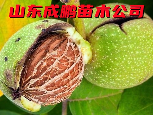 薄皮核桃