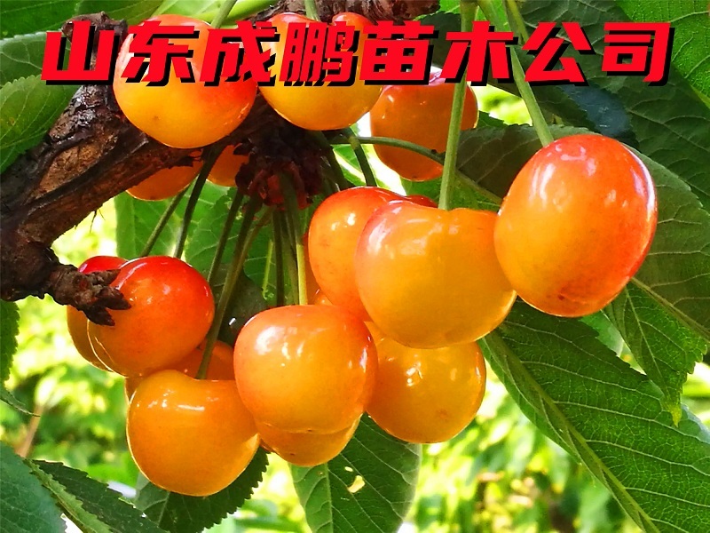 輝煌大櫻桃