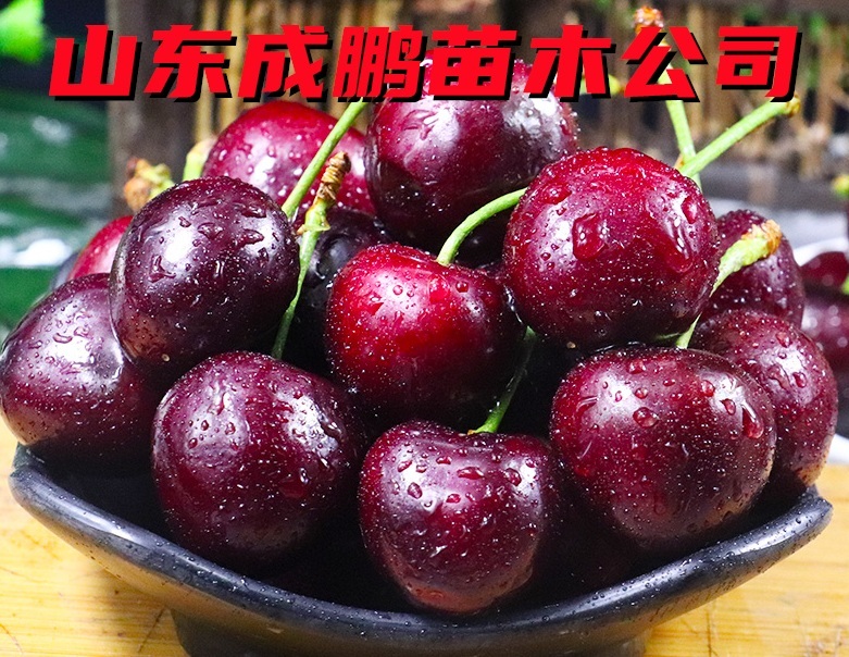 科迪亞大櫻桃