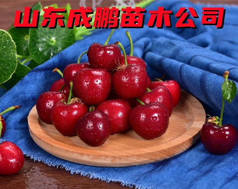 塔瑪拉大櫻桃