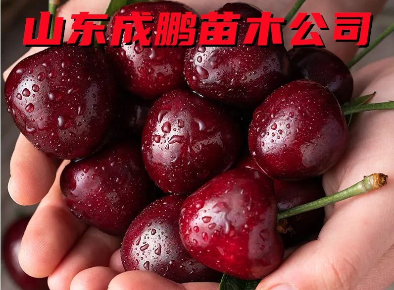 俄羅斯8號(hào)大櫻桃