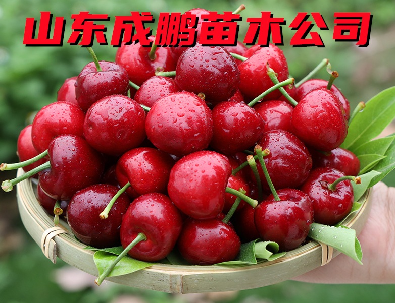 美早大櫻桃