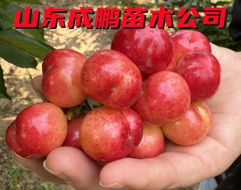 布魯克斯櫻桃