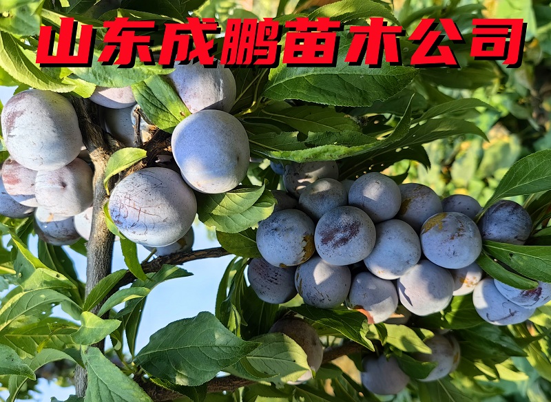 櫻桃李