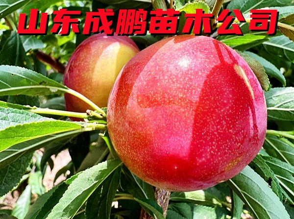早美麗李子