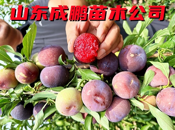風(fēng)味玫瑰李子