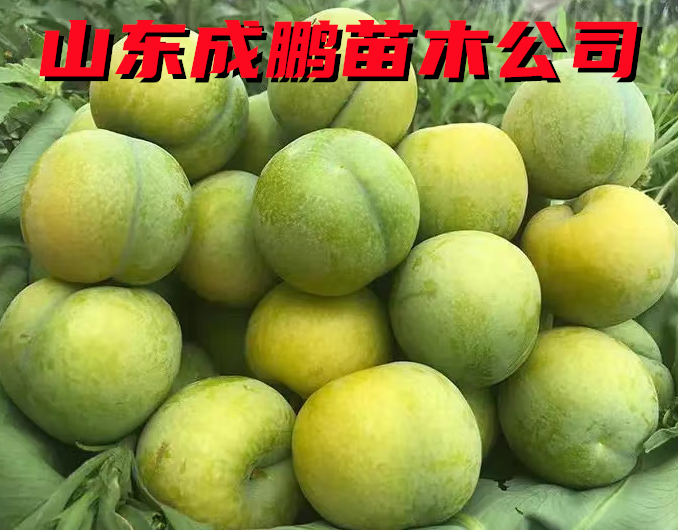 蜂糖李子