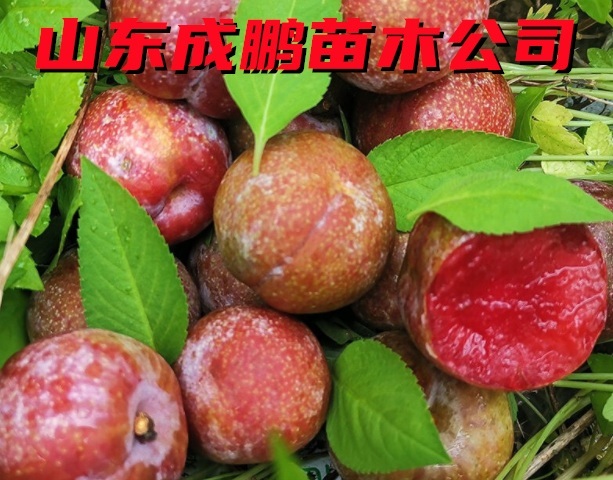 恐龍蛋李