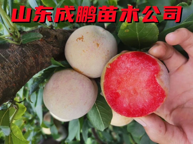 美國杏李味帝