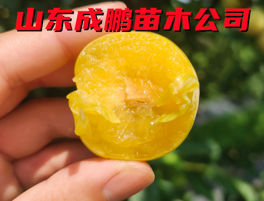 黃香檳子