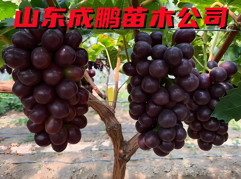 車厘子葡萄
