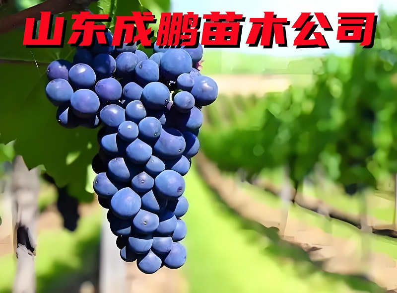 藍色拉威爾葡萄