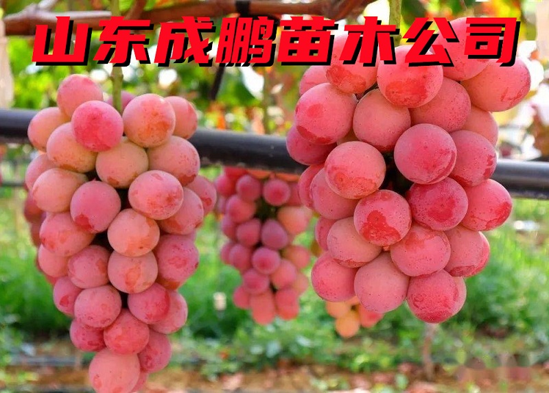 妮娜皇后