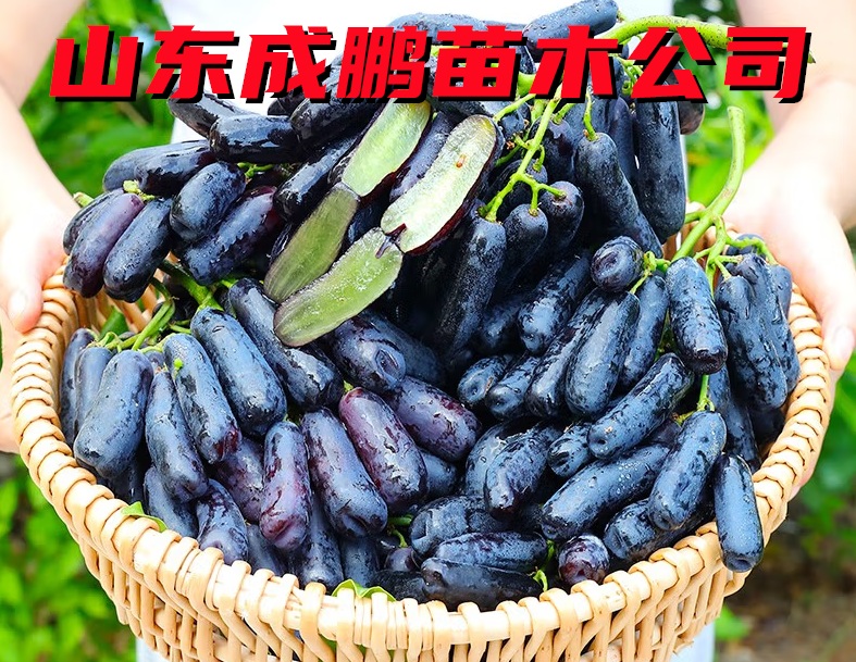 甜蜜藍寶石