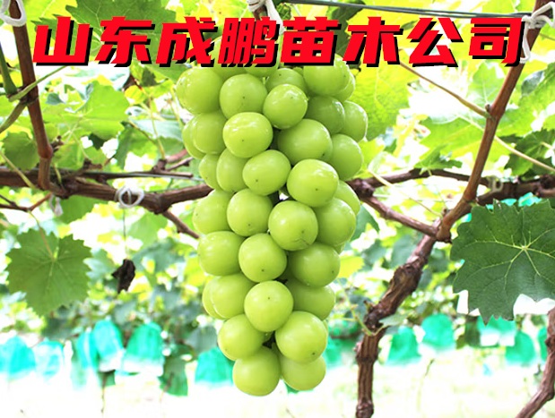 陽光玫瑰