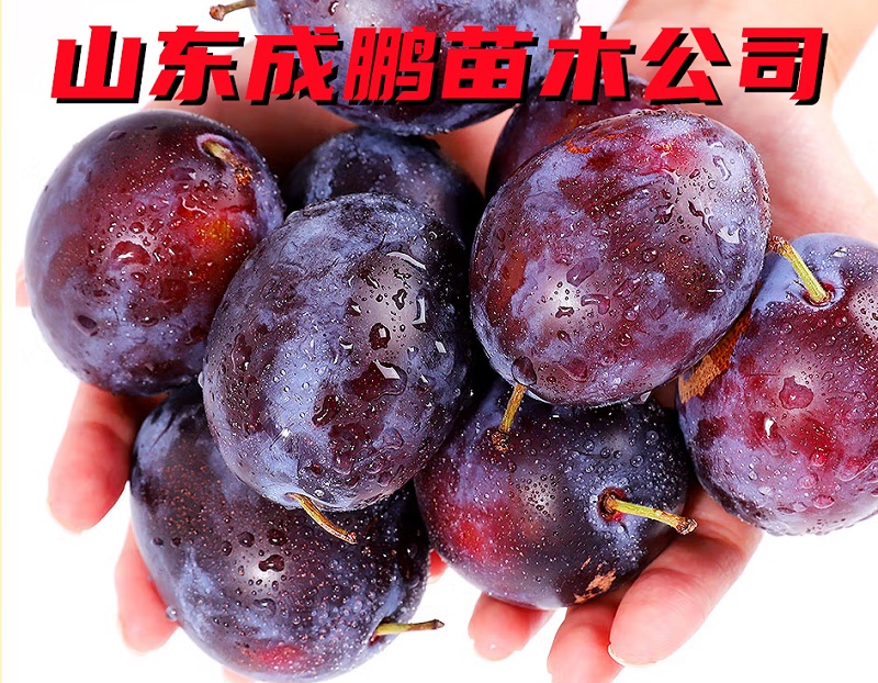 塔爾瑪西梅