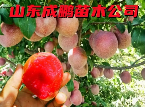 莫妮卡紅肉西梅
