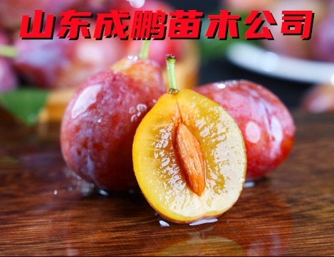法蘭西梅
