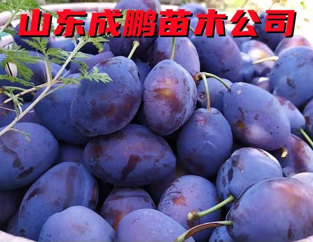 艾琳娜西梅