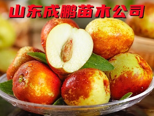 冬棗