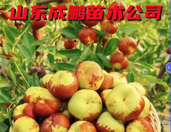 蟠棗