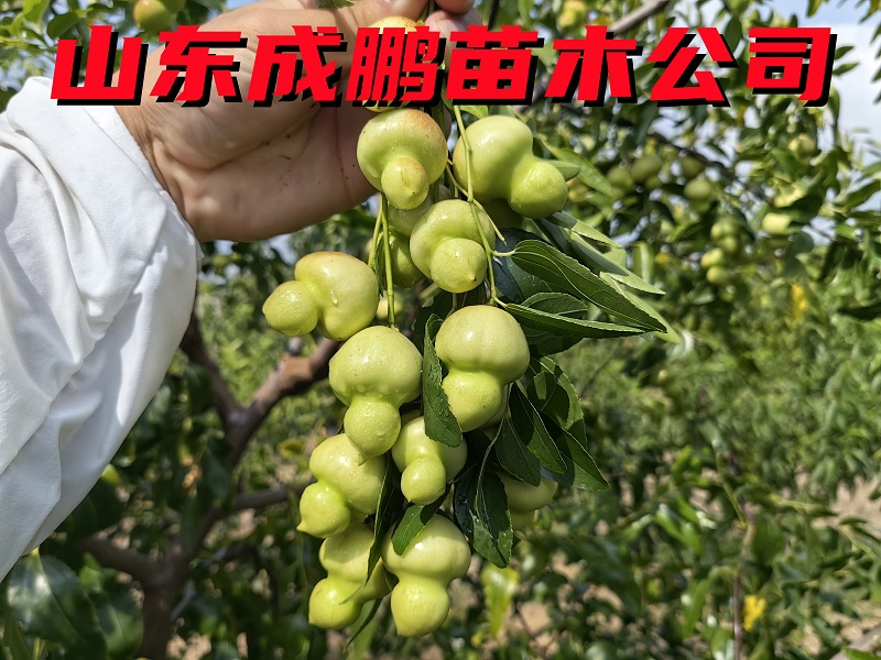 葫蘆棗