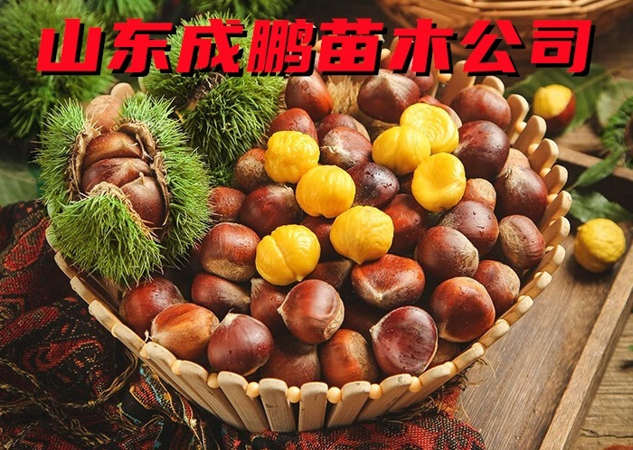 泰山紅板栗