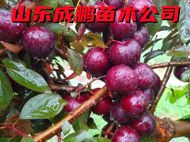 黑珍珠大鈣果