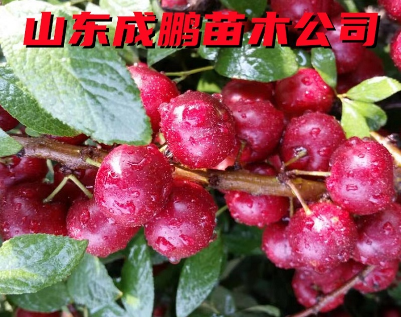 農(nóng)大鈣果